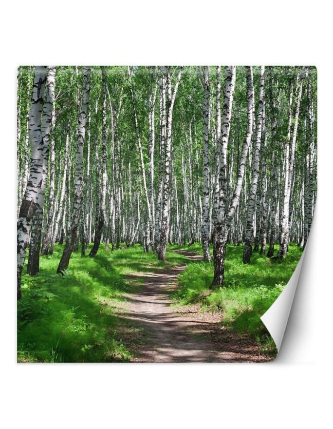 Fototapeta ze zdjęcia na ścianę - Las brzozowy i leśna ścieżka | FEEBY