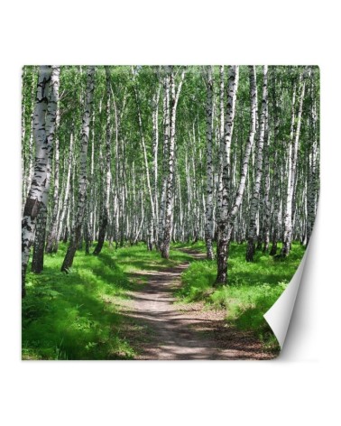 Photo wall mural - Birch forest and forest path | FEEBY