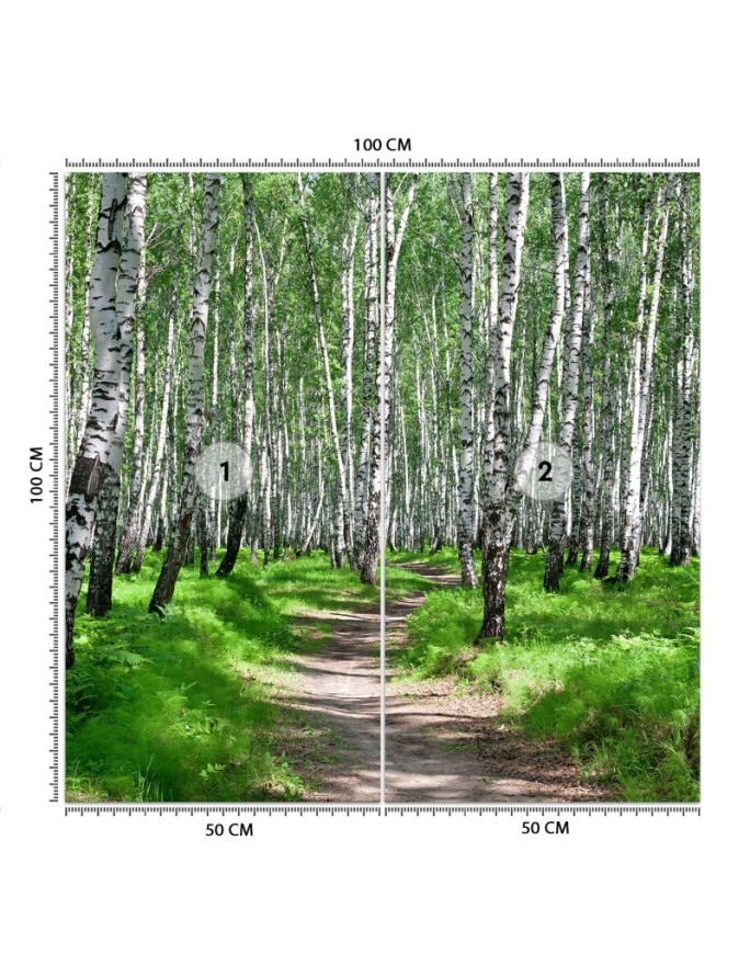 Fototapeta ze zdjęcia na ścianę - Las brzozowy i leśna ścieżka | FEEBY