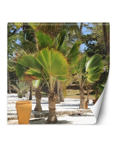 Exclusive Wallpapers - Palm trees on a tropical beach | FEEBY