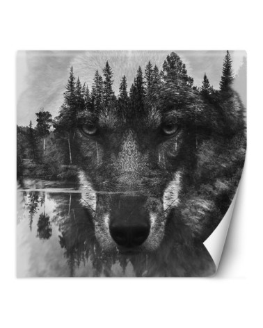 Trendy wall murals - Wolf forest in mist lake | FEEBY