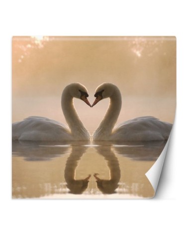 Beautiful wall murals - Swans swimming in a lake | FEEBY