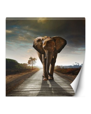 Unique wall murals for the living room - Elephant on the road | FEEBY