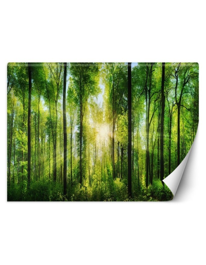 Piękne fototapety - Promienie słońca las natura | FEEBY