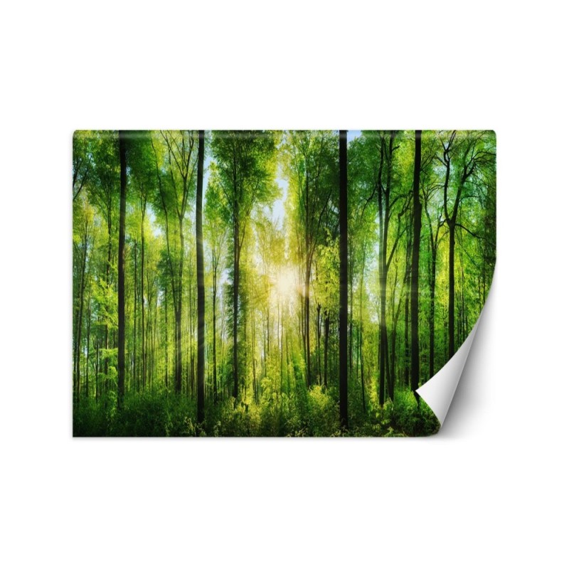 Piękne fototapety - Promienie słońca las natura | FEEBY