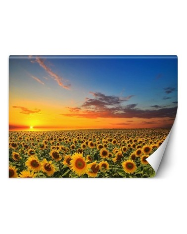 Wallpapers - Field of sunflowers | FEEBY