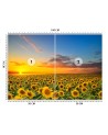 Fototapety do salonu - Pole słoneczników | FEEBY
