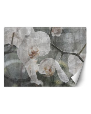 Inspirujące fototapety na ścianę - Orchidea vintage | FEEBY