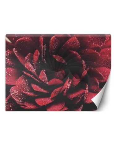 Exclusive wall murals - Macro flower | FEEBY