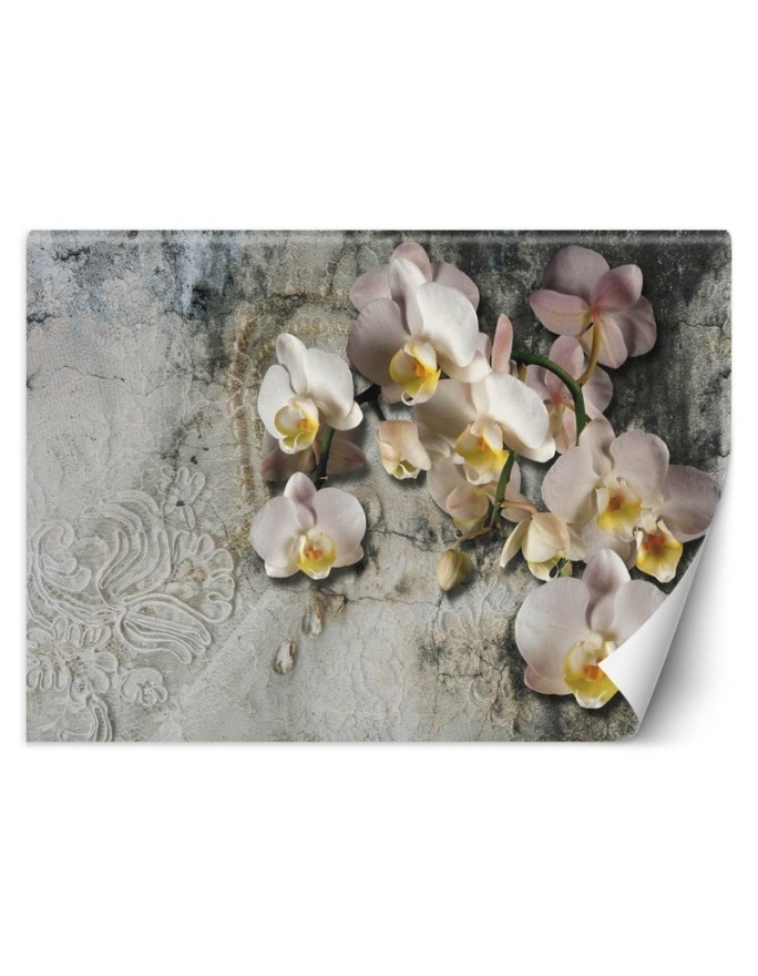 Inspirujące fototapety - Orchidea kwiaty na tle starej ściany | FEEBY