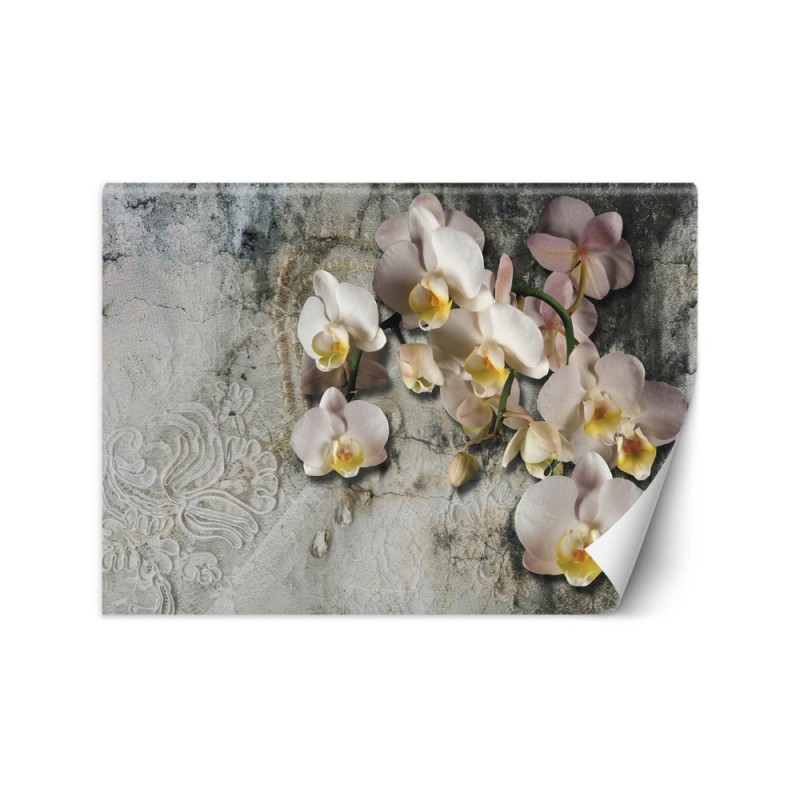 Inspirujące fototapety - Orchidea kwiaty na tle starej ściany | FEEBY