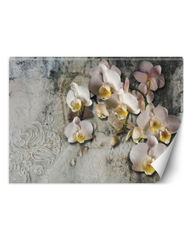 Inspirujące fototapety - Orchidea kwiaty na tle starej ściany | FEEBY