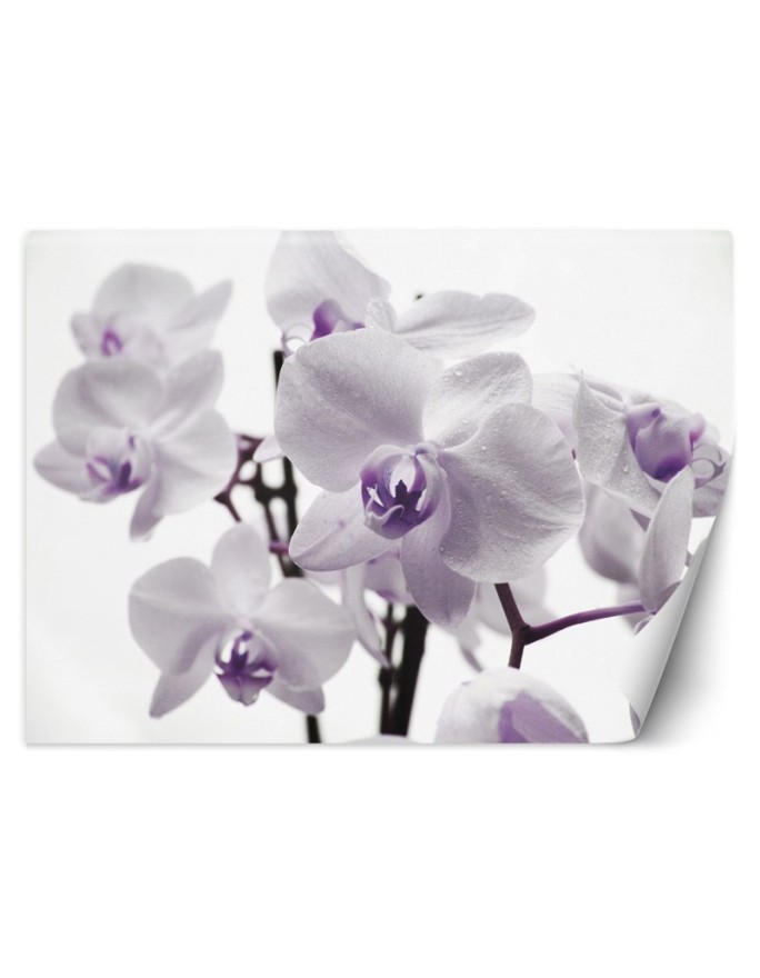 Fototapeta na ścianę - Kwitnąca orchidea | FEEBY
