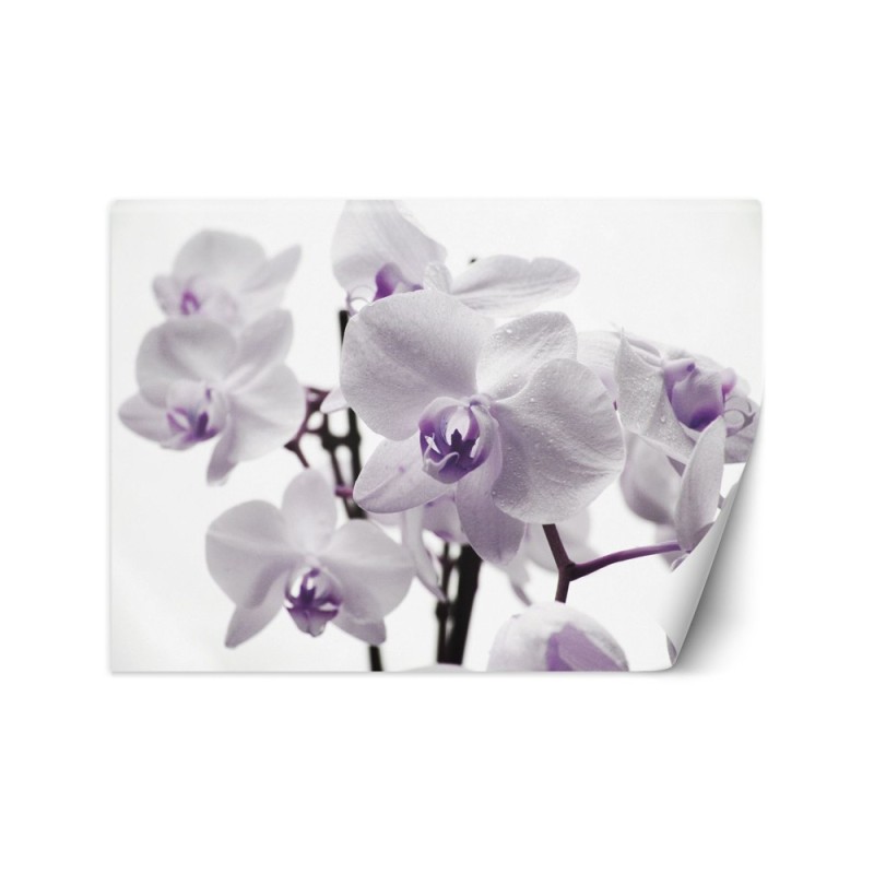 Fototapeta na ścianę - Kwitnąca orchidea | FEEBY
