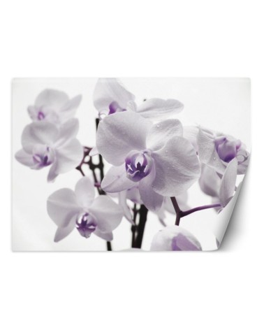 Wallpaper - Flowering orchid | FEEBY
