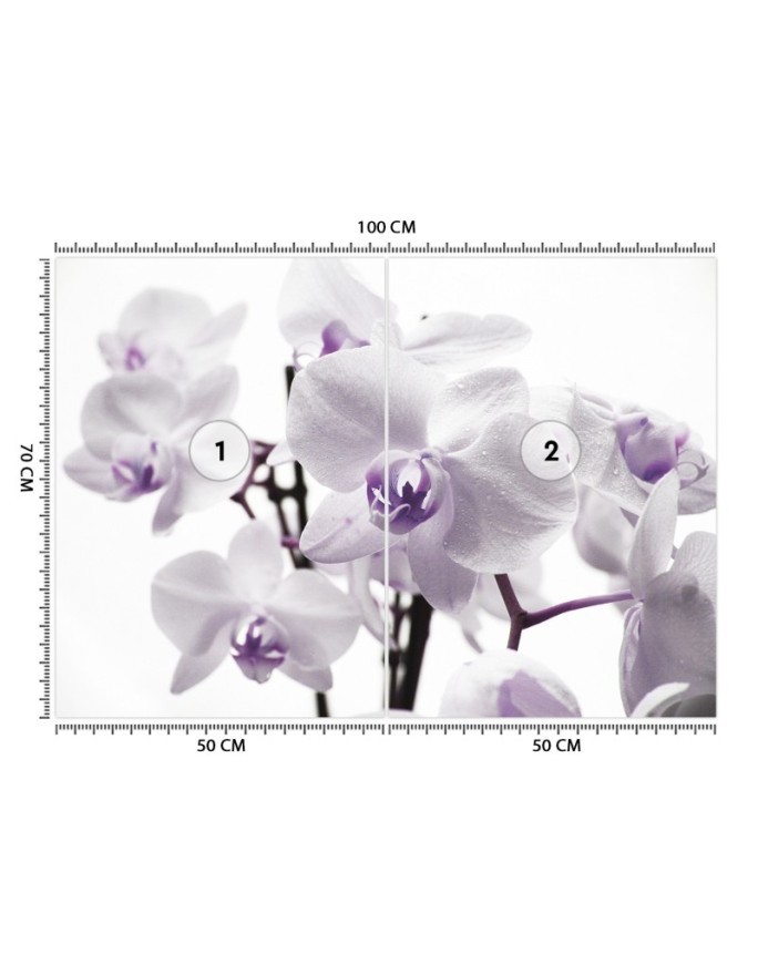 Fototapeta na ścianę - Kwitnąca orchidea | FEEBY