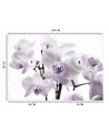 Fototapeta na ścianę - Kwitnąca orchidea | FEEBY