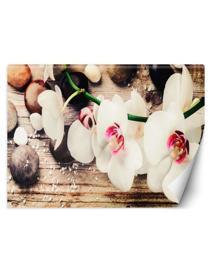 Fototapeta na ścianę - Orchidea zen feng shui | FEEBY