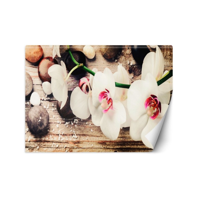 Fototapeta na ścianę - Orchidea zen feng shui | FEEBY