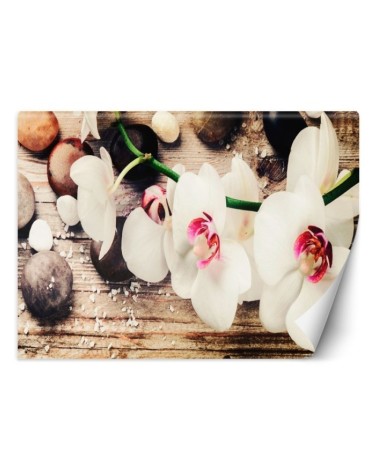 Fototapeta na ścianę - Orchidea zen feng shui | FEEBY