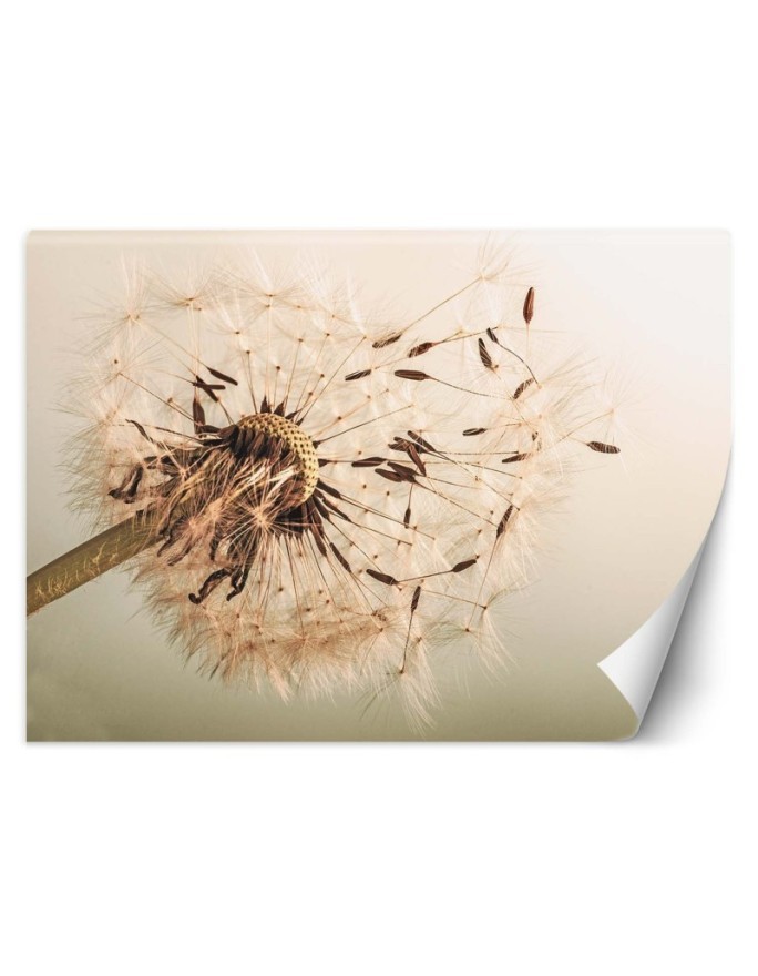 Oryginalne fototapety - Dmuchawiec makro | FEEBY