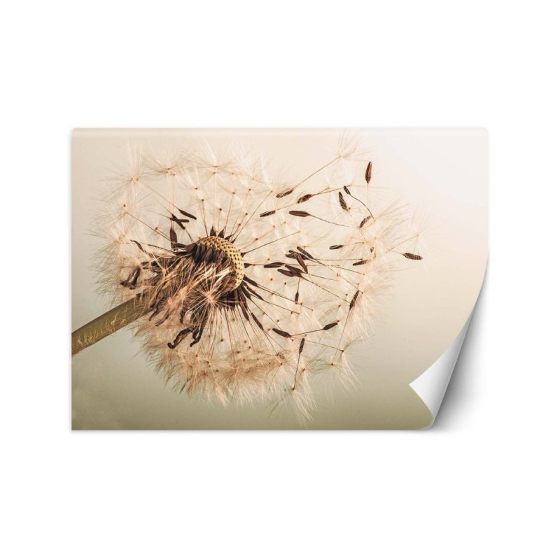 Oryginalne fototapety - Dmuchawiec makro | FEEBY