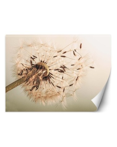 Oryginalne fototapety - Dmuchawiec makro | FEEBY