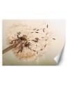 Oryginalne fototapety - Dmuchawiec makro | FEEBY
