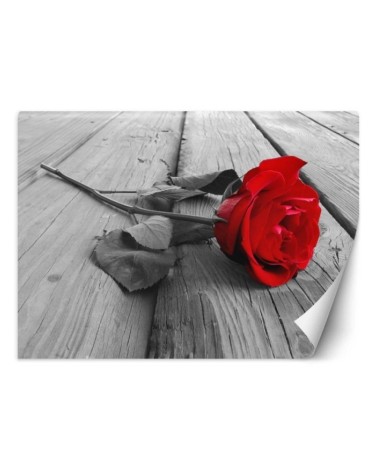 Wallpaper - Red rose on a bridge | FEEBY