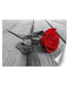 Wallpaper - Red rose on a bridge | FEEBY