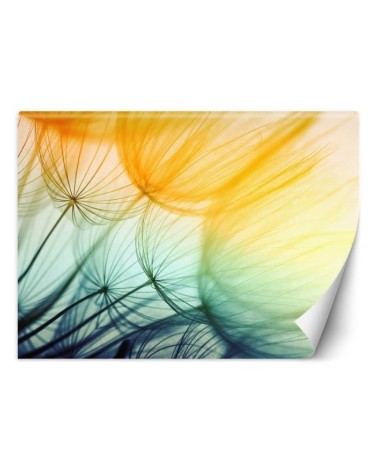 Original wall murals - Colourful dandelions | FEEBY