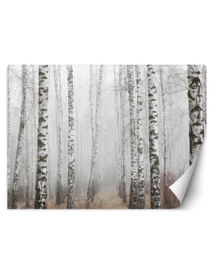 Nowoczesne fototapety - Las brzozowy we mgle | FEEBY