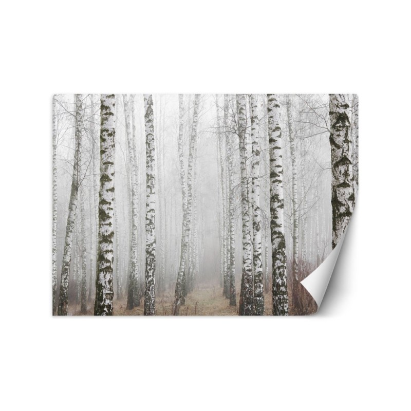 Modern Wallpaper - Birch forest in the fog | FEEBY