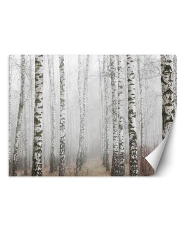Modern Wallpaper - Birch forest in the fog | FEEBY