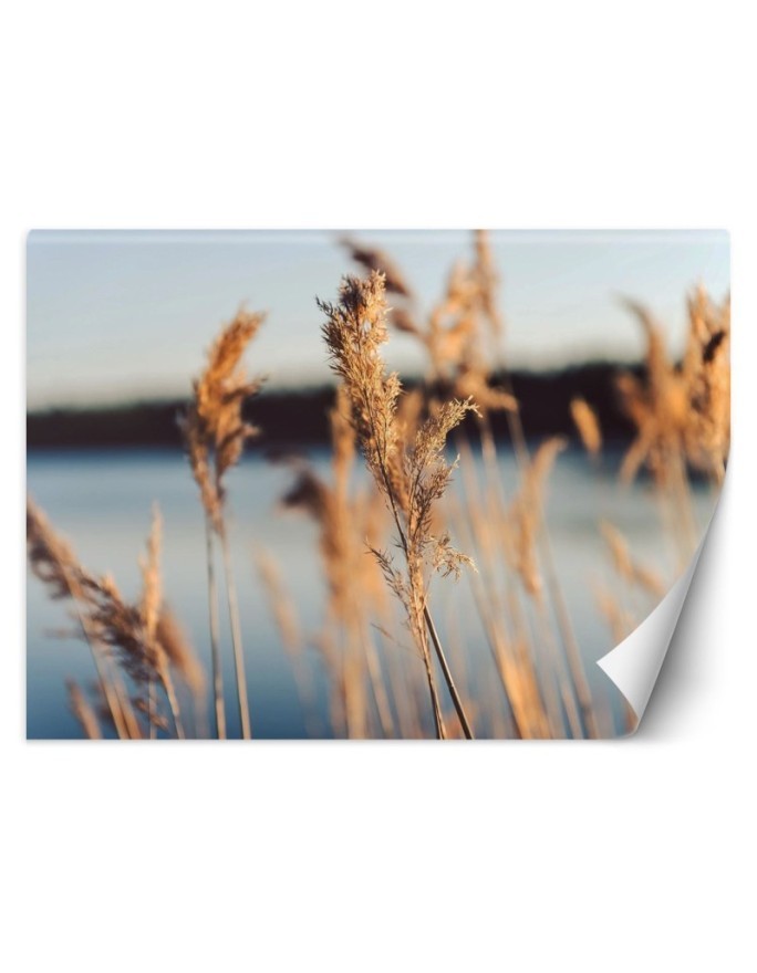 Najmodniejsze fototapety - Trawa pampasowa na tle jeziora | FEEBY
