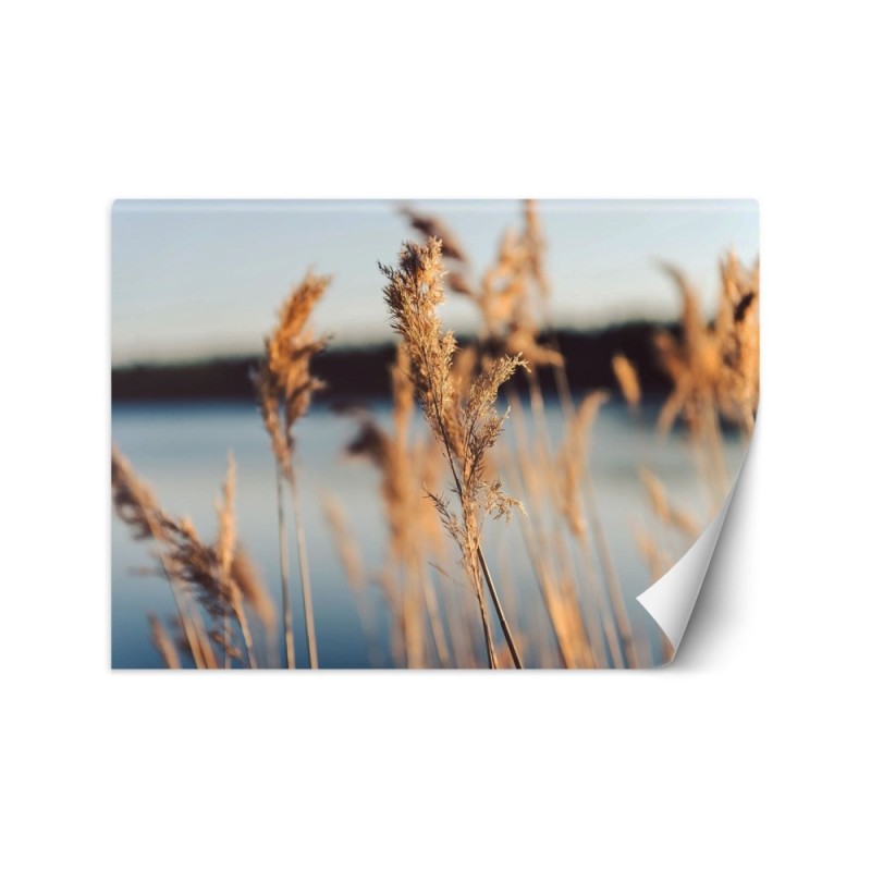 Najmodniejsze fototapety - Trawa pampasowa na tle jeziora | FEEBY
