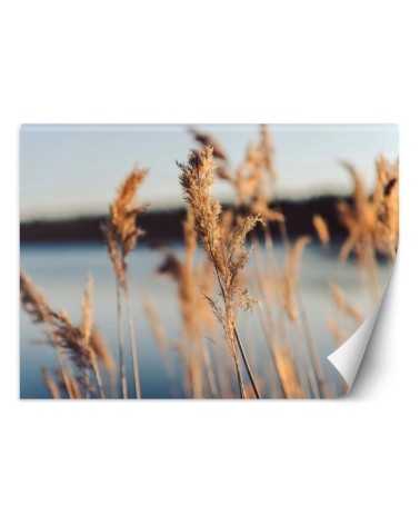 Najmodniejsze fototapety - Trawa pampasowa na tle jeziora | FEEBY