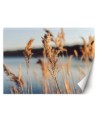 Najmodniejsze fototapety - Trawa pampasowa na tle jeziora | FEEBY