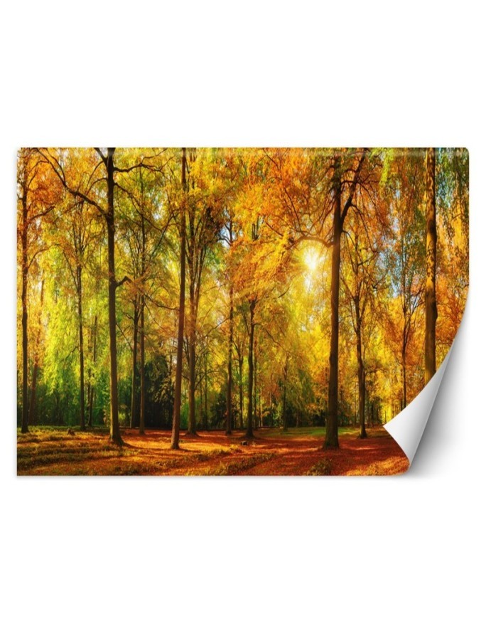 Najpiękniejsze fototapety - Jesienny las | FEEBY