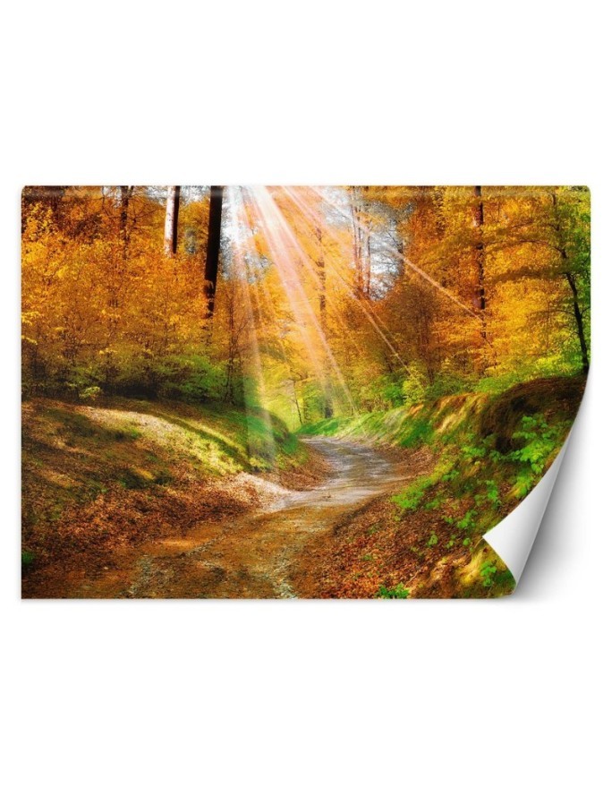 Fototapeta na ścianę - Ścieżka w lesie | FEEBY
