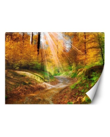 Wallpaper - Path in the forest | FEEBY