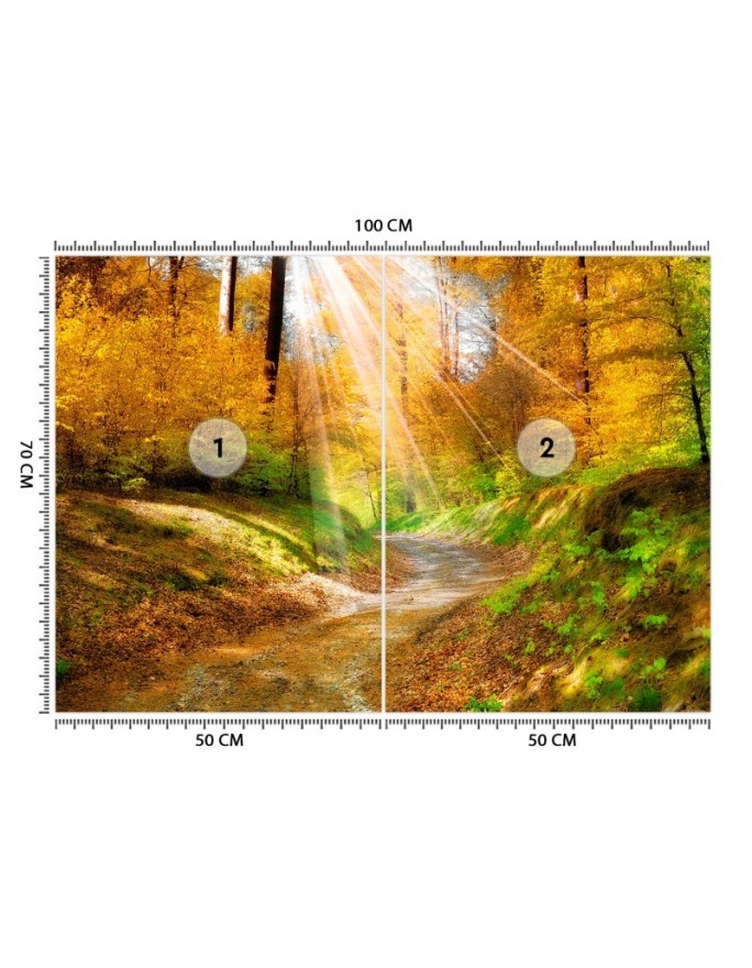 Fototapeta na ścianę - Ścieżka w lesie | FEEBY