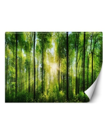 Beautiful wall mural - Sunshine in a green forest | FEEBY
