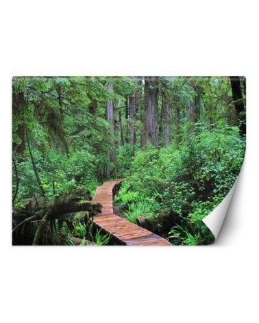 Inspirational wall mural - Footbridge in the forest | FEEBY