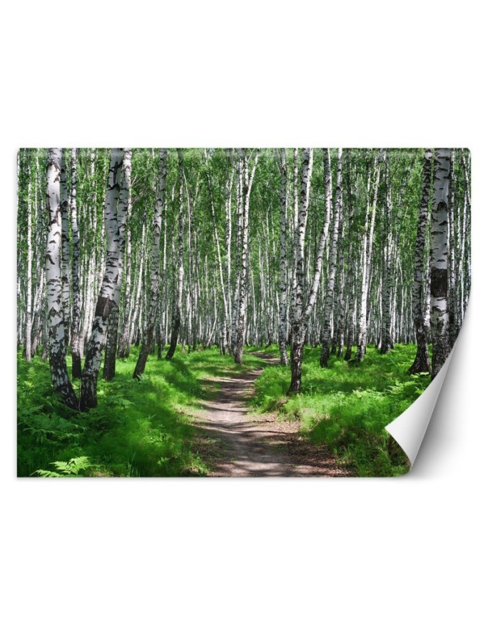 Fototapeta na ścianę - Las brzozowy | FEEBY