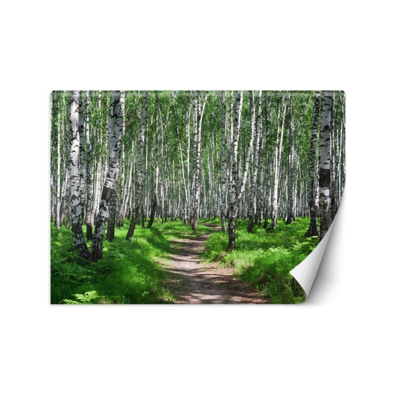 Fototapeta na ścianę - Las brzozowy | FEEBY