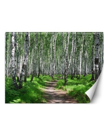 Wall mural - Birch forest | FEEBY