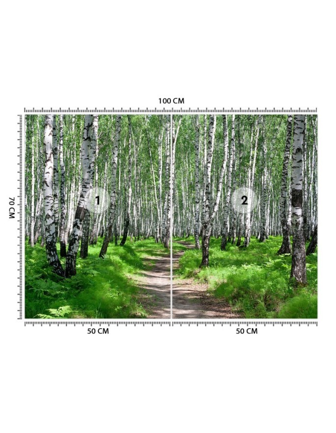 Fototapeta na ścianę - Las brzozowy | FEEBY