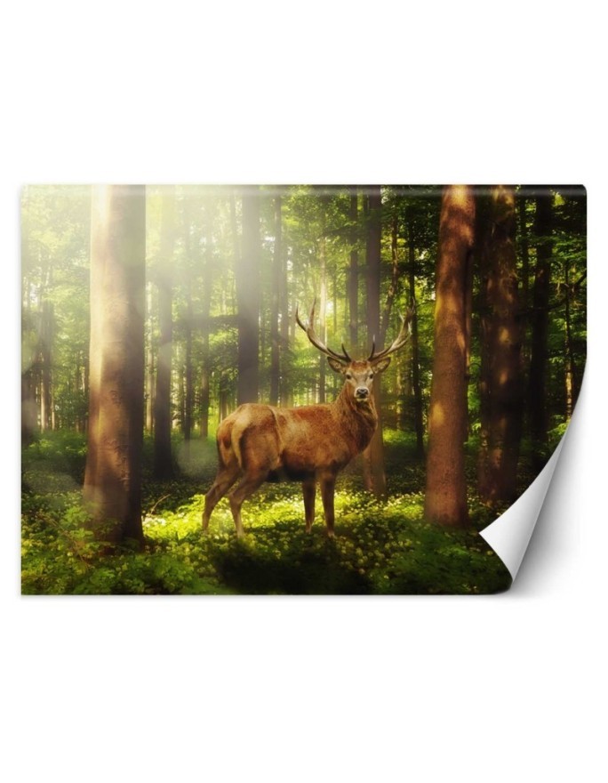 Oryginalna fototapeta na ścianę - Jeleń w lesie | FEEBY
