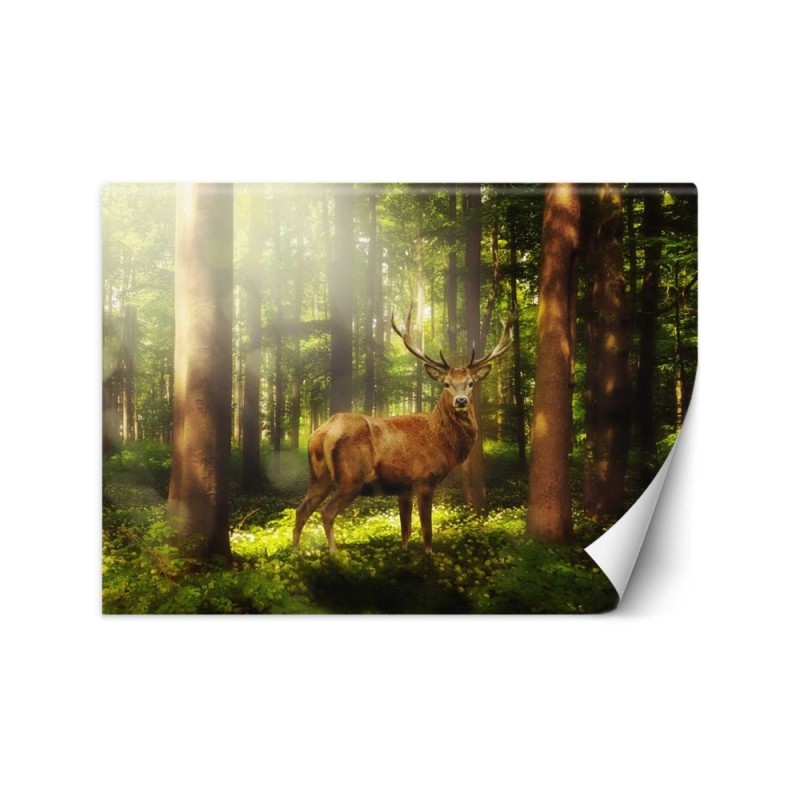 Original wall mural - Deer in the forest | FEEBY
